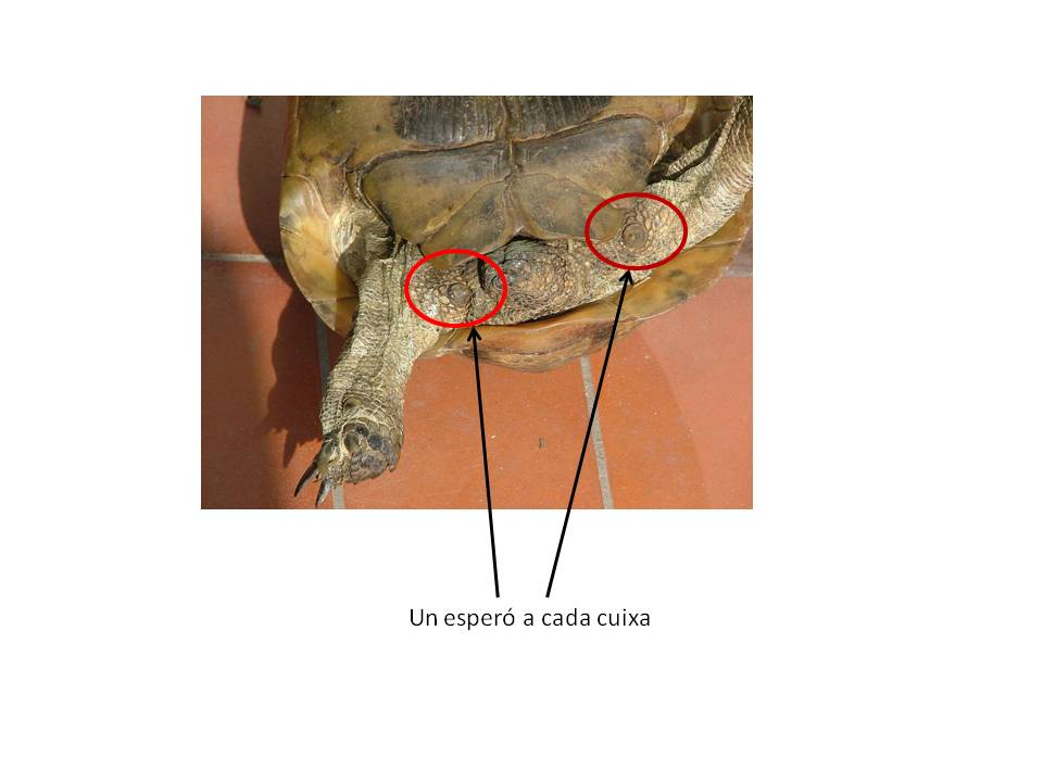 Tortuga mora anatomia
