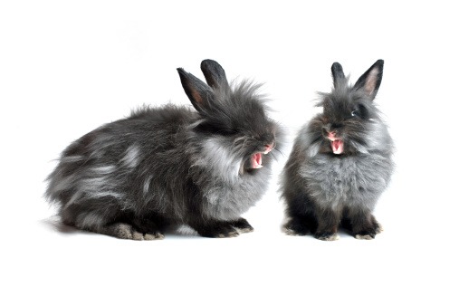 conejos en actitud agresiva