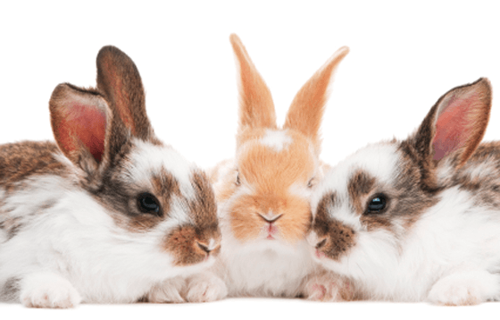 tres conills