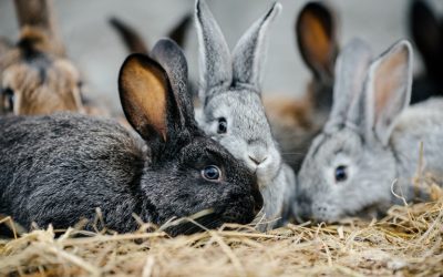 IS IT RECOMMENDED TO CASTRATE OR STERILIZE THE RABBITS?