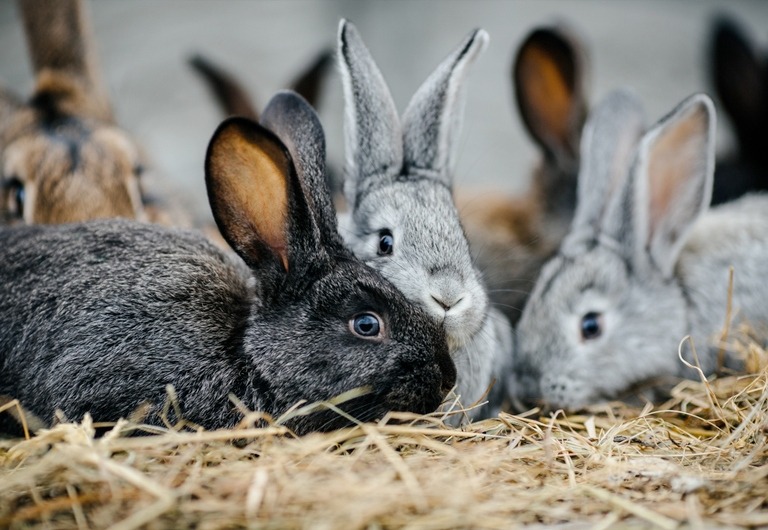 IS IT RECOMMENDED TO CASTRATE OR STERILIZE THE RABBITS?