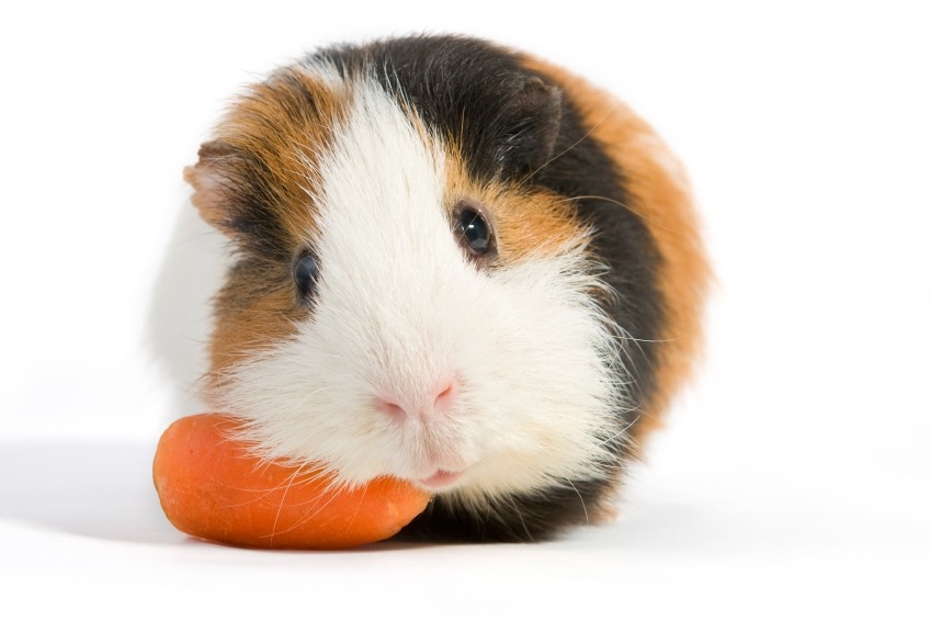 HANDLING AND CARE OF THE  DOMESTIC GUINEA PIG