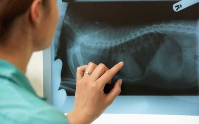 CUESTIONARIO OSTEOARTROSIS EN PERROS Y GATOS